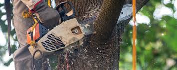 Downs, IL Tree Care Services Company